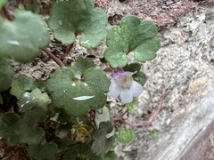 Cymbalaria muralis