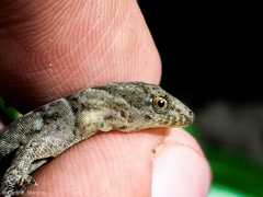 Gonatodes caudiscutatus