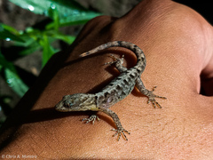 Gonatodes caudiscutatus