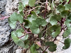 Cymbalaria muralis