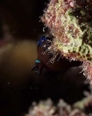 Tambja morosa