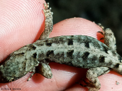 Gonatodes caudiscutatus