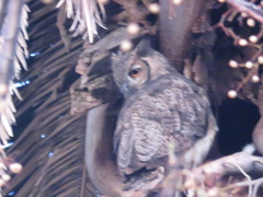 Bubo virginianus nacurutu