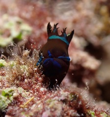 Tambja morosa