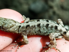 Gonatodes caudiscutatus