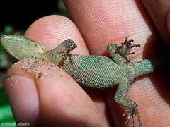 Gonatodes caudiscutatus