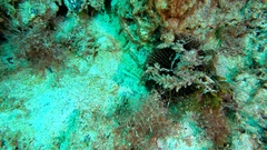 Sphaerechinus granularis