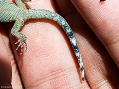 Gonatodes caudiscutatus