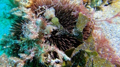 Sphaerechinus granularis