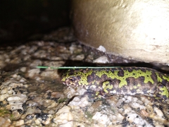 Triturus marmoratus