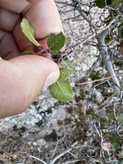Rhamnus ilicifolia