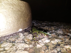 Triturus marmoratus