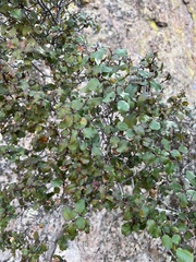 Rhamnus ilicifolia