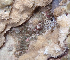 Palythoa