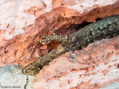 Gonatodes caudiscutatus