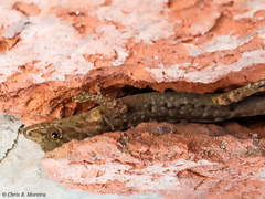 Gonatodes caudiscutatus