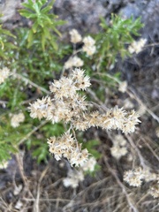 Pseudognaphalium californicum
