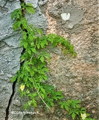 Pierinae