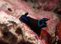 Tambja morosa