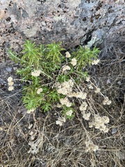 Pseudognaphalium californicum