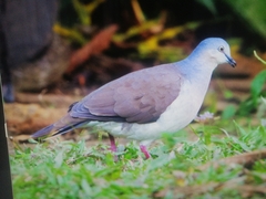 Leptotila plumbeiceps