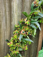Clerodendrum indicum