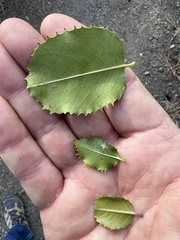 Prunus ilicifolia