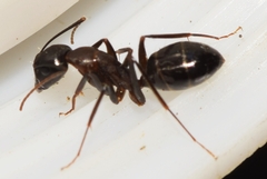 Camponotus sylvaticus