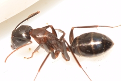 Camponotus sylvaticus