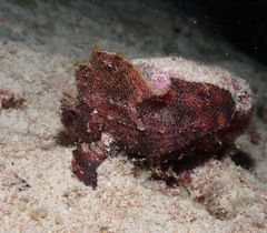 Taenianotus triacanthus