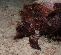 Taenianotus triacanthus