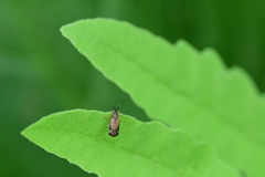 Sumitrosis inaequalis