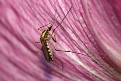 Aedes trivittatus