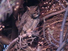 Bubo virginianus nacurutu