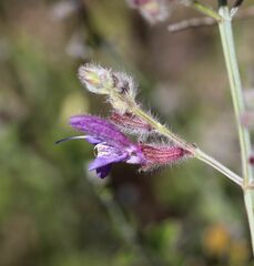 Salvia albicaulis