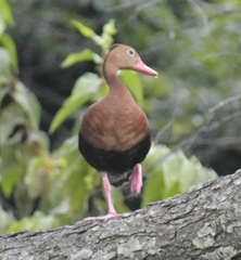 Dendrocygna autumnalis