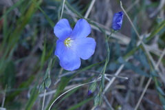 Linum