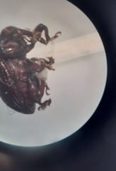 Rhyssomatus parvulus