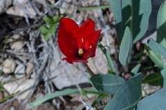 Tulipa