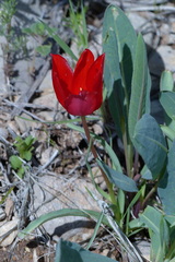 Tulipa