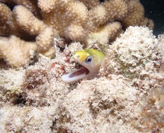 Gymnothorax rueppelliae