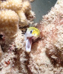 Gymnothorax rueppelliae