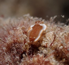 Glossodoris rufomarginata