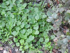 Lamium purpureum