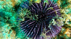 Sphaerechinus granularis