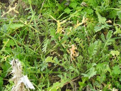 Diplotaxis catholica