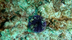 Sphaerechinus granularis