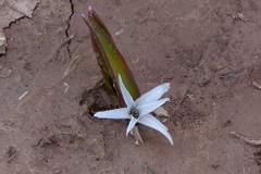 Liliales