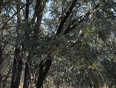 Acacia harpophylla