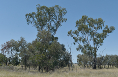 Eucalyptus cambageana